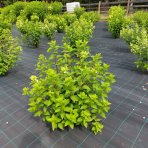 Hortenzia metlinatá (Hydrangea paniculata) ´DIAMANTINO´® – výška 30-60 cm, kont. C2L